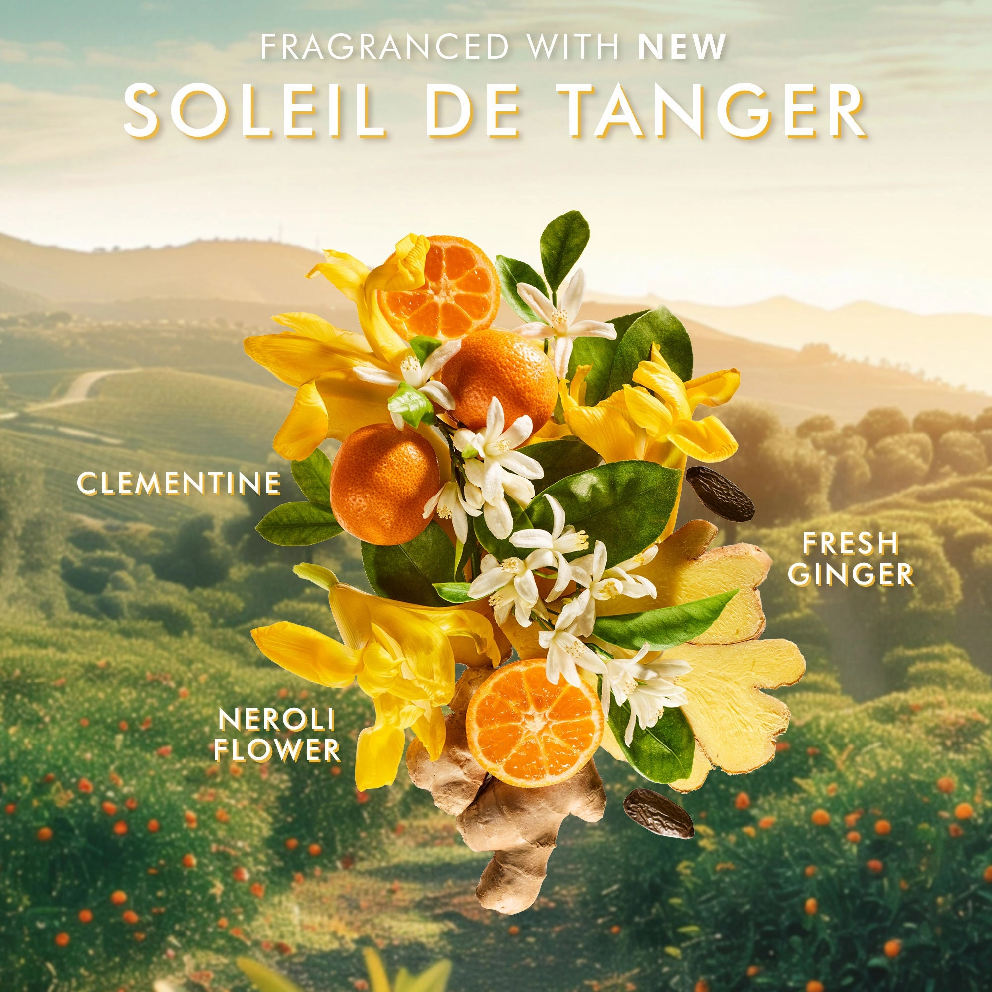 Body Lotion Soleil de Tanger