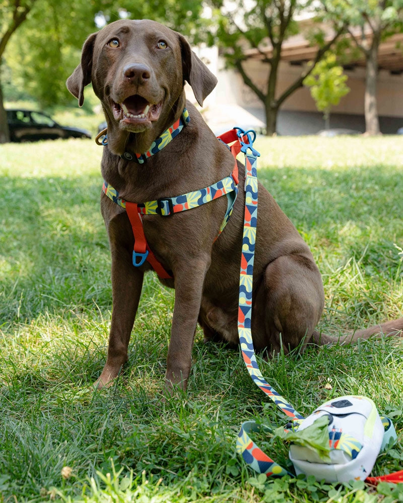 Woven Dog Leash